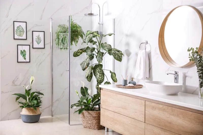 Indoor plants for a fresh look